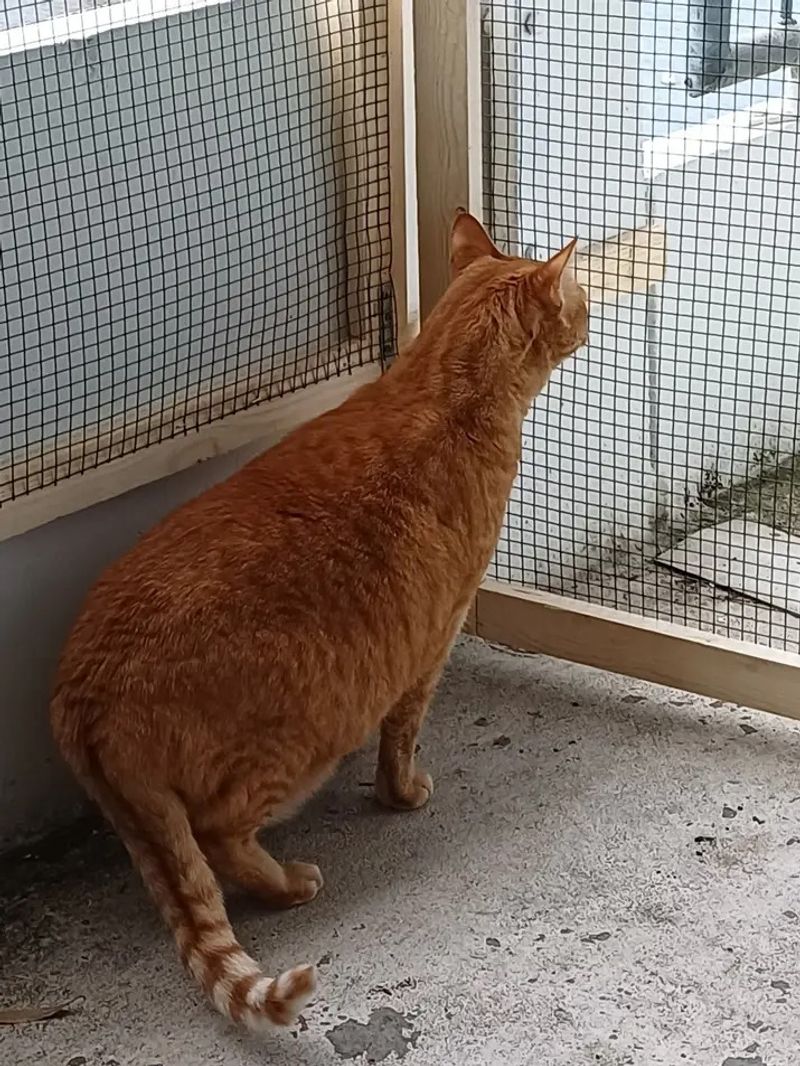 Balkon met gaas kattenveilig gemaakt